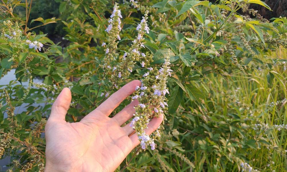 天然的 驱蚊虫,止痒 植物  农村随处可见,大家是否了解呢