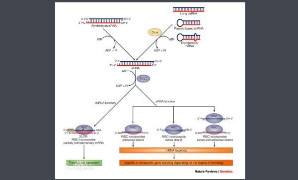 dsrna是什么?RNA干扰及其机制。要简单点
