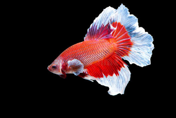 鱼类之类的水生动物,大多都是没有手的,它们依靠着尾巴推动前行,同时