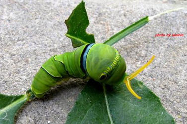 是这种吧?花椒凤蝶的幼虫