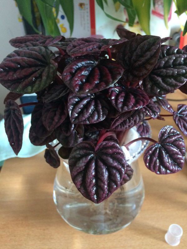 紫叶椒草可以水培吗