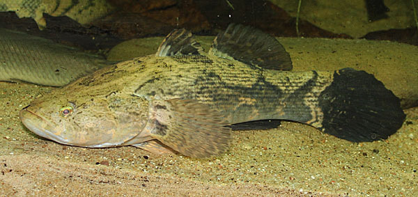 林哥鱼属淡水鱼吗?