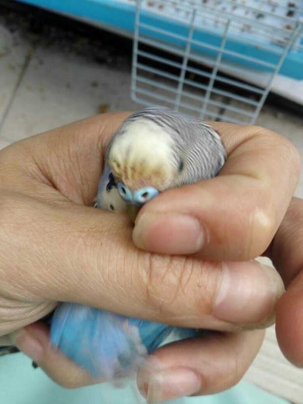 这个虎皮鹦鹉的头干嘛没毛了