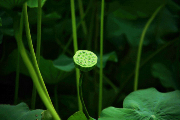 靠水传播的种子其表面蜡质不沾水(如睡莲),果皮含有气室,比重较水低