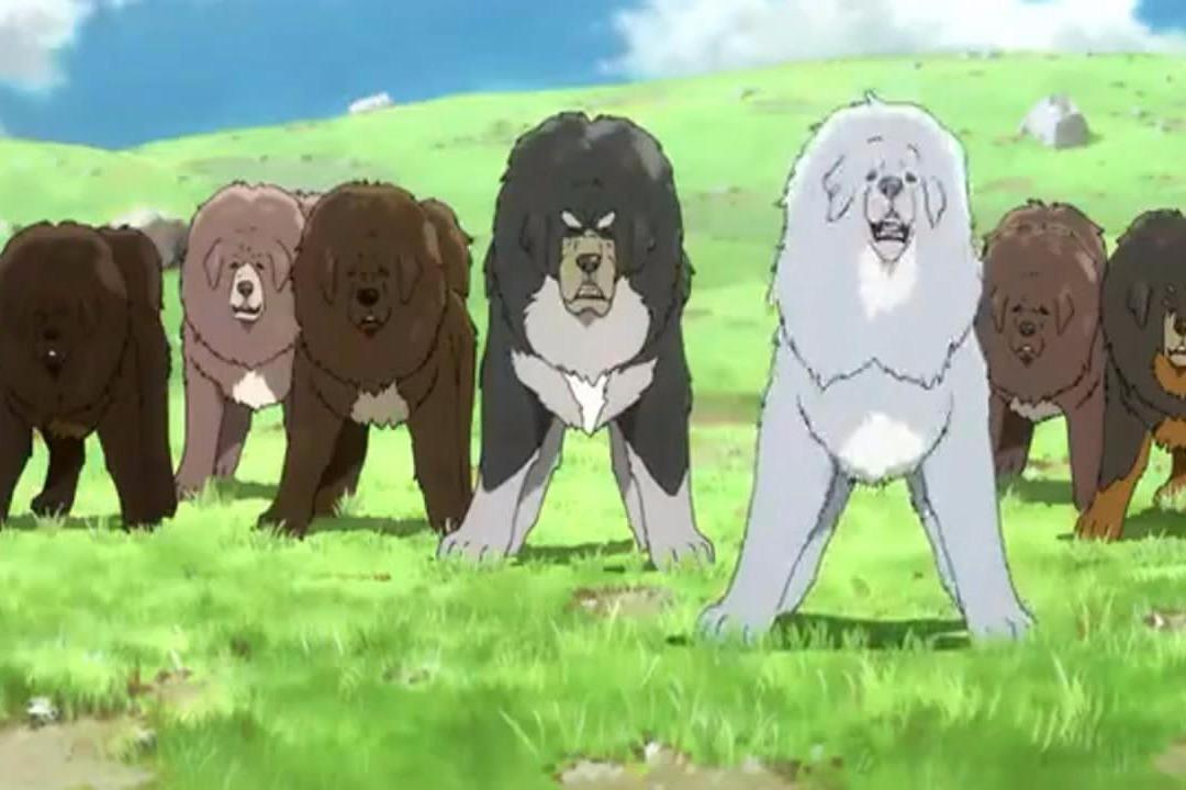 视频: 獒王率领獒群赶走狼群,不料又来一只更凶猛的金色藏獒抢地盘