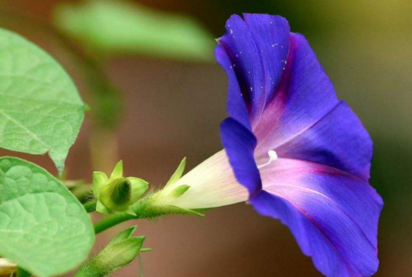 牵牛花几点开花几点合拢?