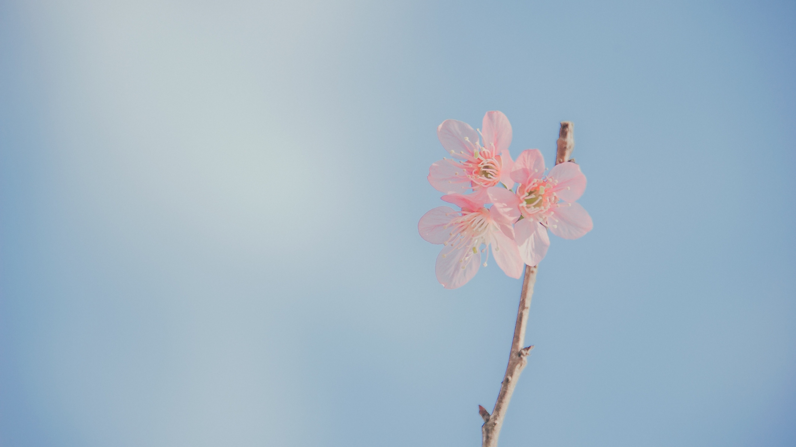 清新淡雅的花儿花卉桌面壁纸[图6]