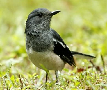 罩布,慢慢用虫挑逗,等不怕人了再换食,饲料和喂法 鹊鸲消化植物性饲料
