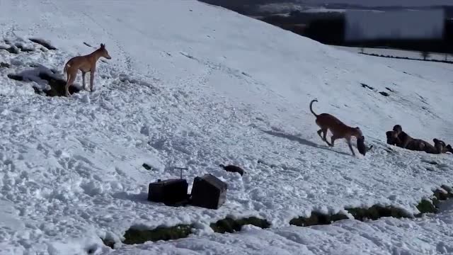 動物世界:國外獵人狩獵野兔,大開眼界了,收穫滿滿