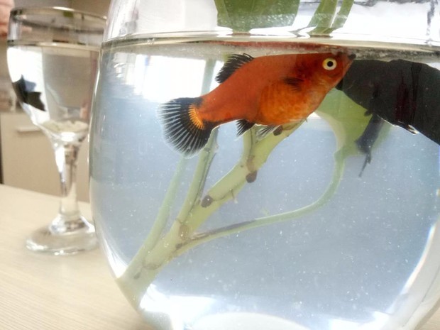 月光鱼生小鱼要多长时间,看我这个是要生了吗?