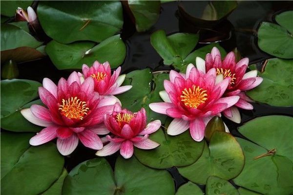 27种水生植物,你认识几种