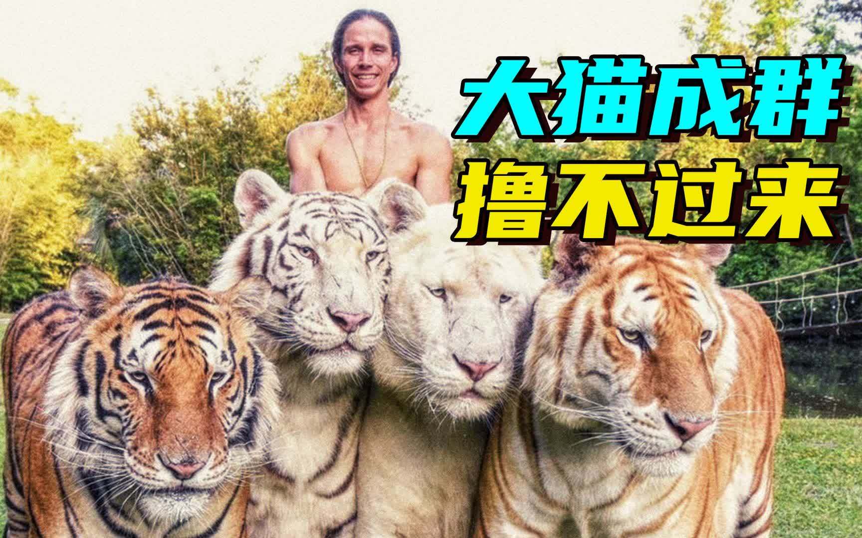 [图]真人版人猿泰山 在家里养60多头老虎的疯子!