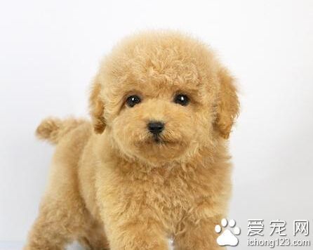 狗身上有弓形虫吗 血清学检查特异抗体可确诊