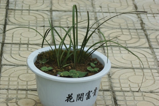 中草药金蝴蝶是这个样子的吗(有图)?学名是什么?