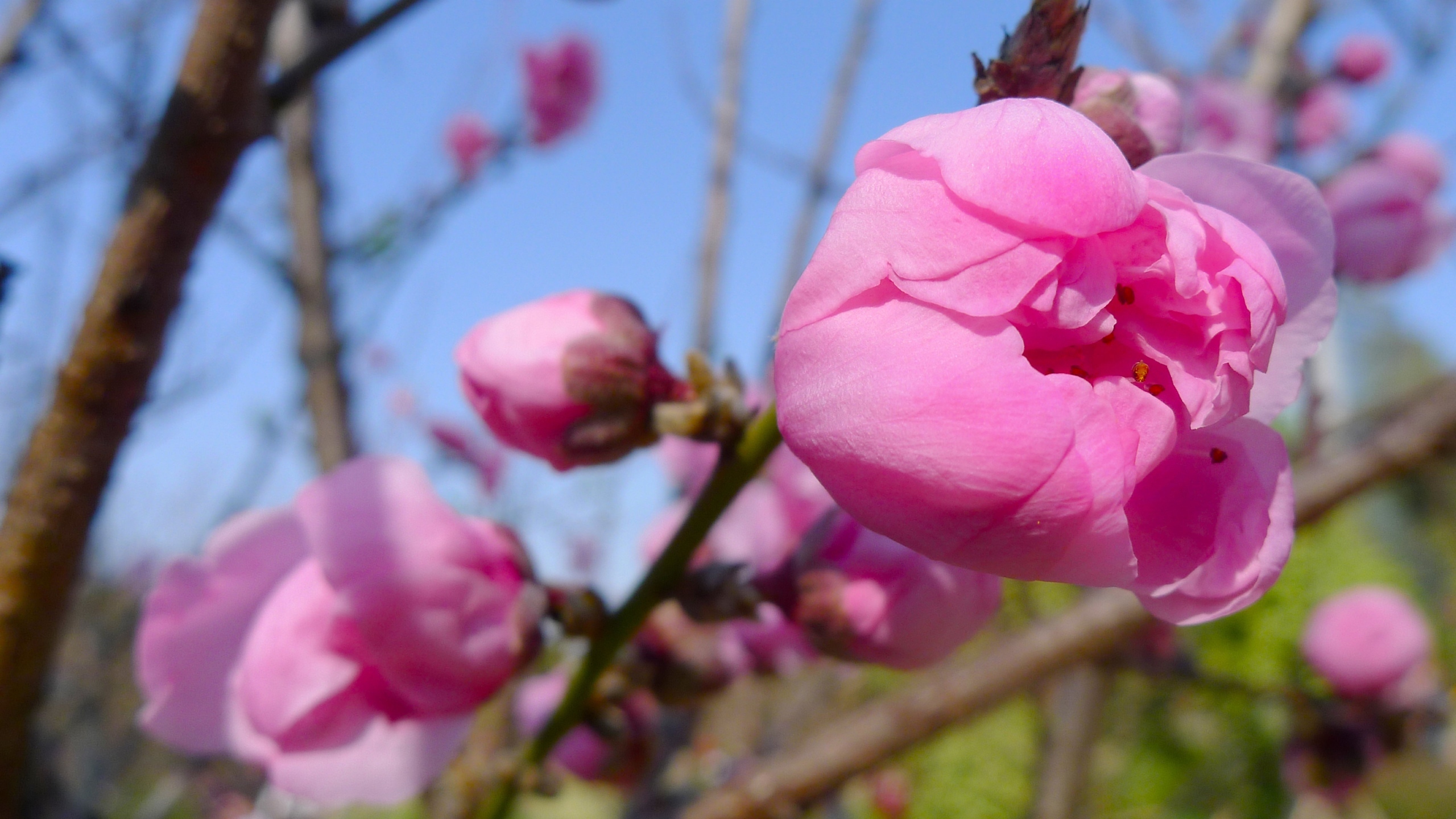 高清桃花花卉桌面壁纸[图9]