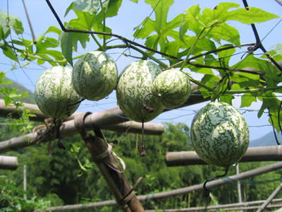 吊瓜子的根有什么作用?