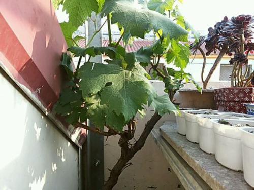 院子里种两颗葡萄树对风水有什么讲究