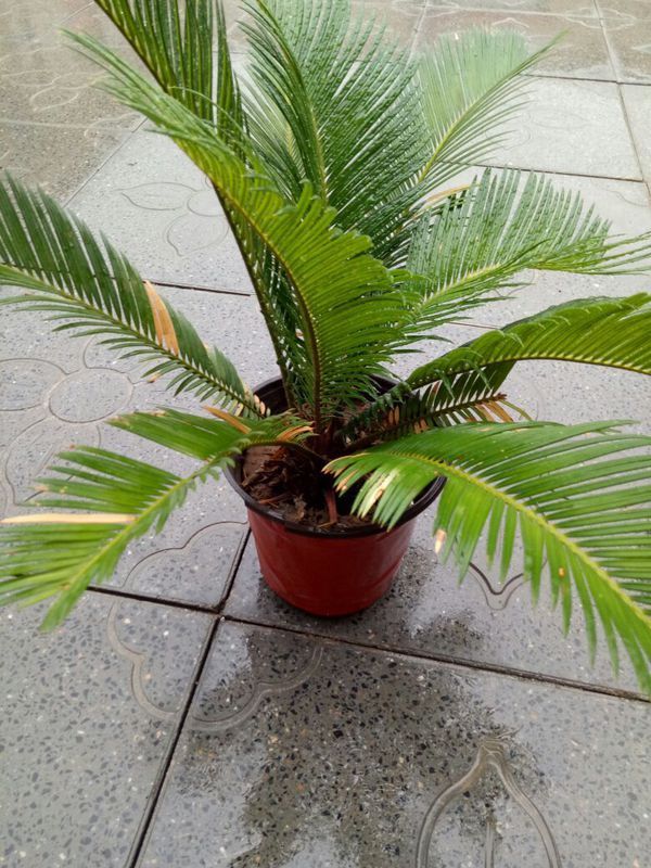 铁树经常暴晒雨淋会不会死?