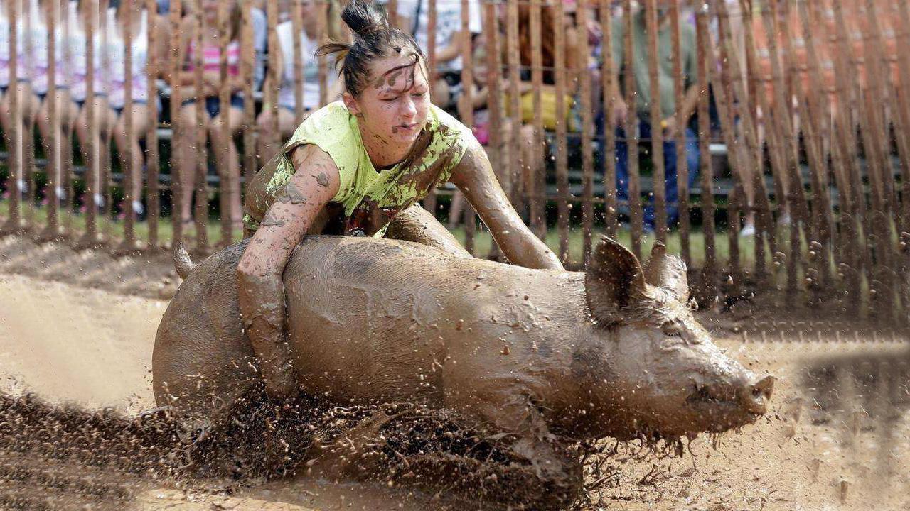 美国人猪摔跤大赛,在泥浆中与猪互搏,但被善待动物组织怼了!