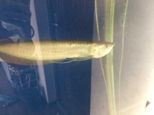 这是公鱼还是母鱼呢?身上有没有病啊?