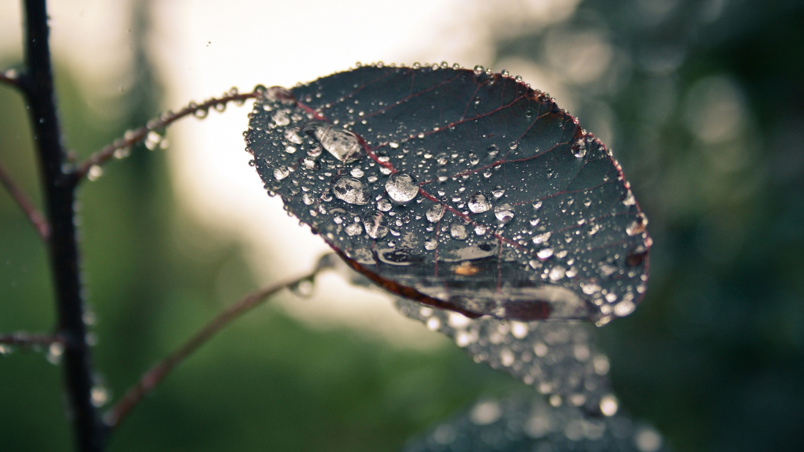 清晨植物上的露水图片[图14]