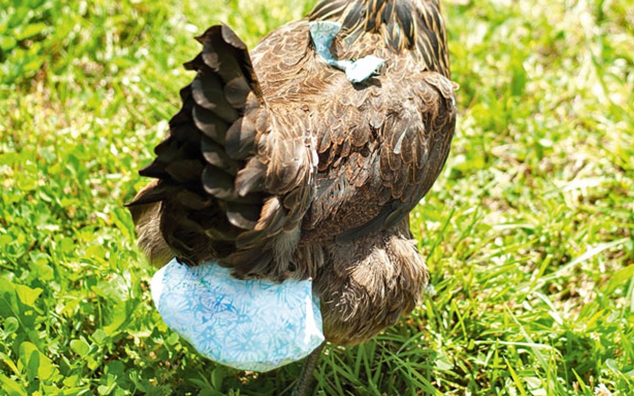 美国一位全职妈妈,靠给鸡做 尿裤发家致富,网友感叹:人不如鸡