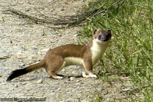 谁有地狗子图片