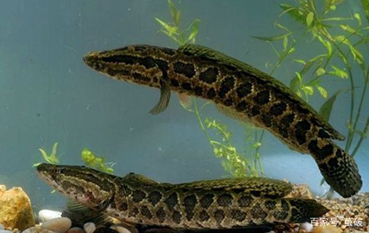 黑鱼到底为什么会在民间又被称为"孝鱼"呢?