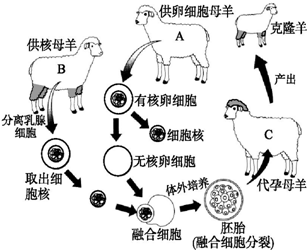 图为克隆羊多莉的培育过程,据图回答问题.