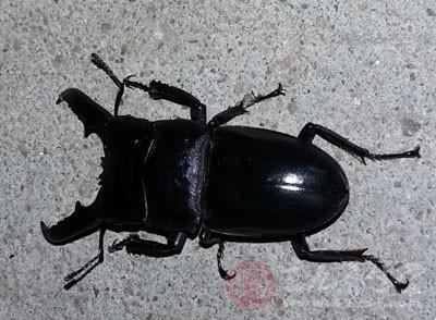 黑色的虫子像蟑螂图片
