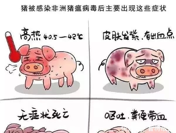 非洲非洲猪瘟疫情现状