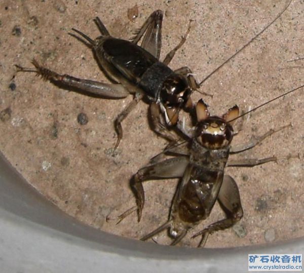什么样的蟋蟀好斗?
