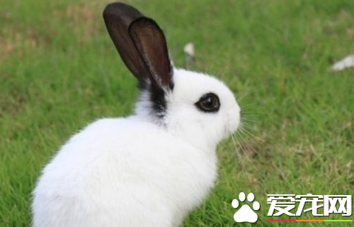兔子为什么叫兔子 中国人叫兔子代表的意义