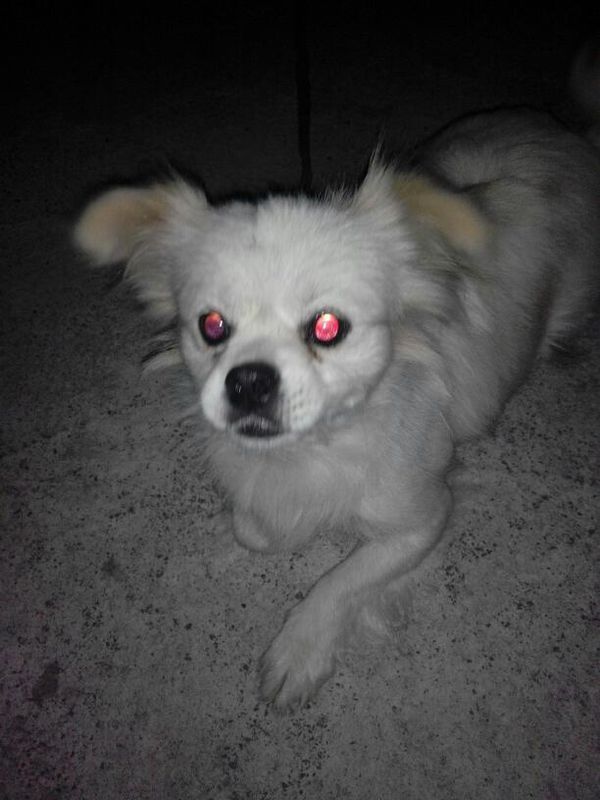 狗狗眼睛用闪光灯拍照时眼睛变成红色……为什么……有没有事啊
