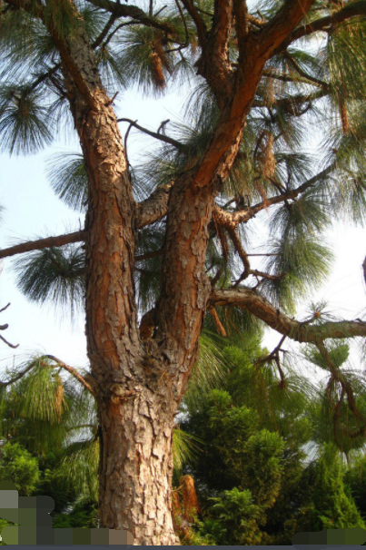 松树树皮的样子是什么