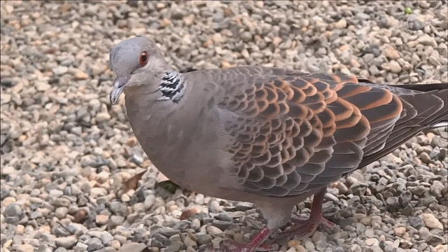 山斑鸠又叫金背 斑鸠,大花鸽,山鸽子!