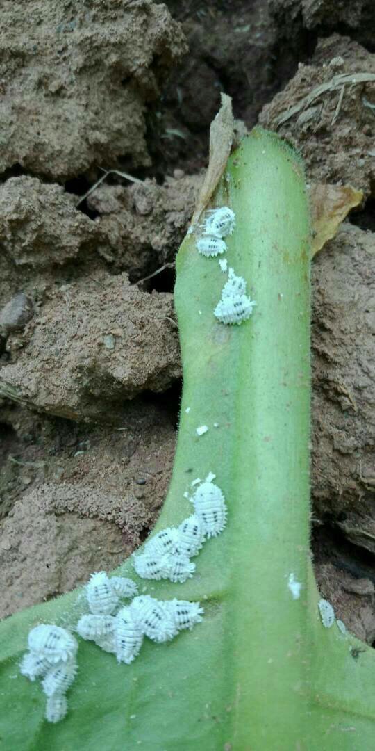 怎么除烟草里的扶桑棉粉蚧?还不伤烟草.