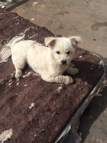 我家狗狗的腿一直抖 睡觉也是 睡觉的时候喜欢