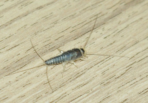 带有两条长须尾巴似剪刀长条黑虫是什么虫?