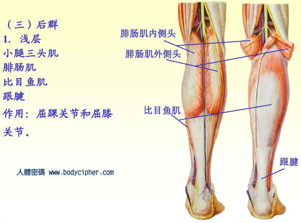 腓肠肌位置图图片