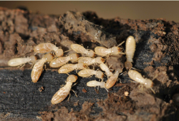 蚍蜉学名是什么?