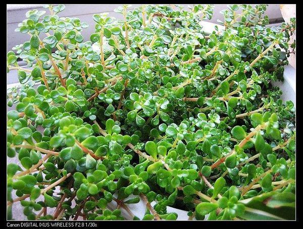 见一路边野草,叶互生,叶长2厘米以下,茎四方有棱半透明,折断无乳汁