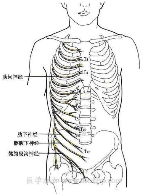 肋弓平面由哪对胸神经前支支配 d b第4对 c