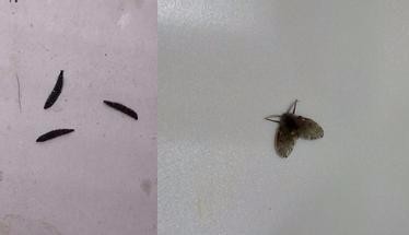 现在天气渐渐热了,家里出现很多小飞虫,特别是