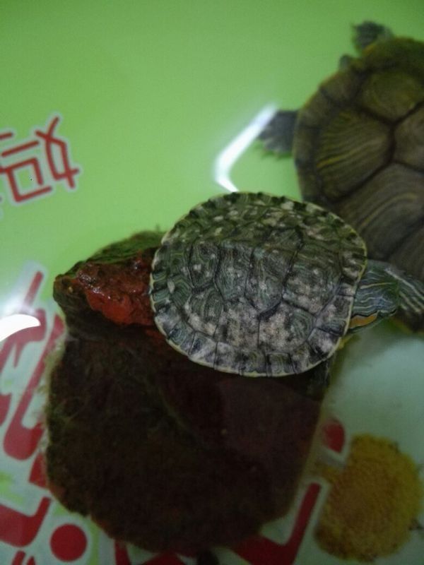 我家巴西龟龟壳上白色的是什么啊?会不会对小龟有什么害处?