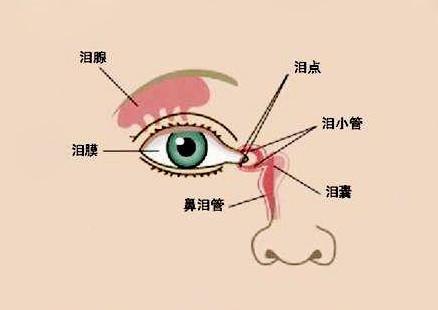 眼睛泪管的位置图片图片