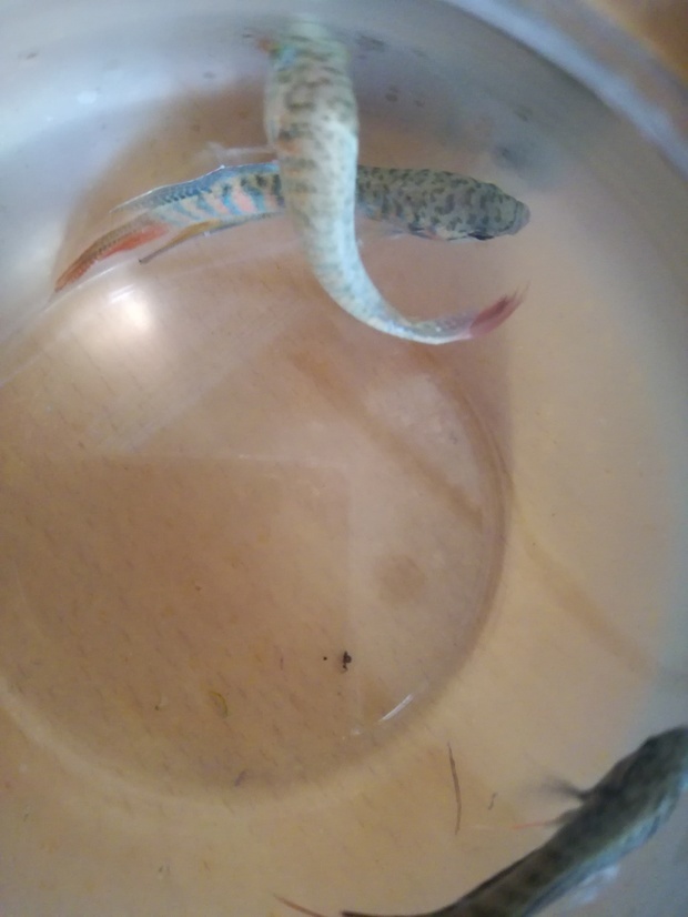 养了3条斗鱼,鱼鳍、鱼尾上好像出现白色的东西