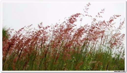 红芦苇植物