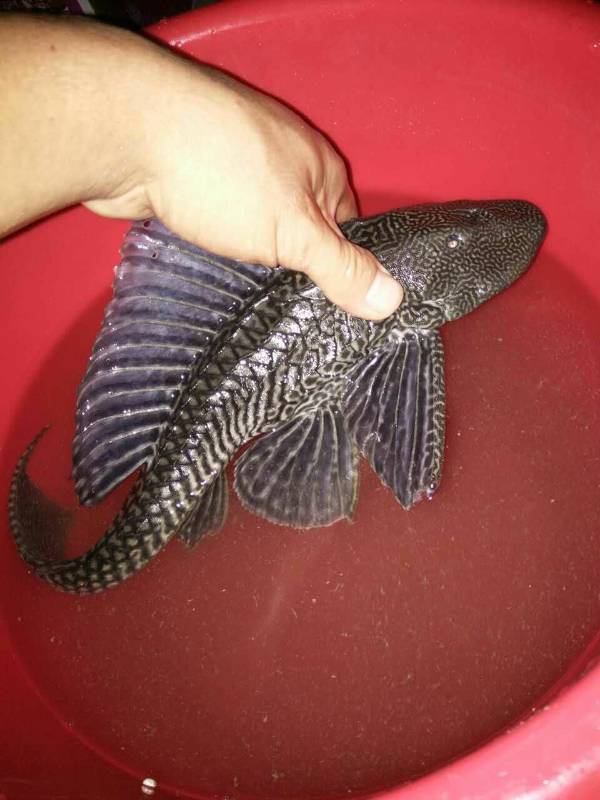 请问这是什么鱼?受国家保护吗?