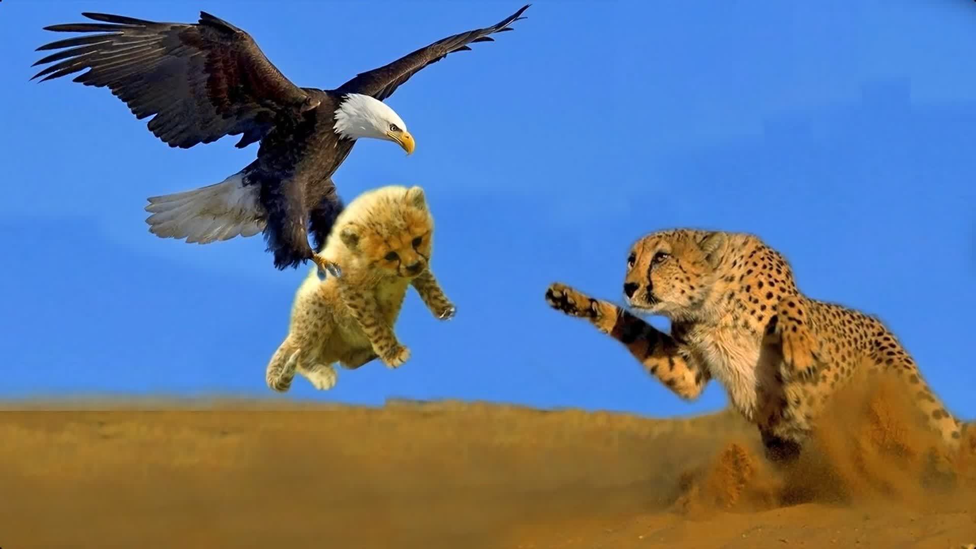 动物之间捕食的精彩时刻,狮子捕杀大象,老鹰捕食猎豹风行上传时间:1年